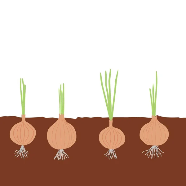 Cipolle Nel Terreno Verdure Giardino — Vettoriale Stock
