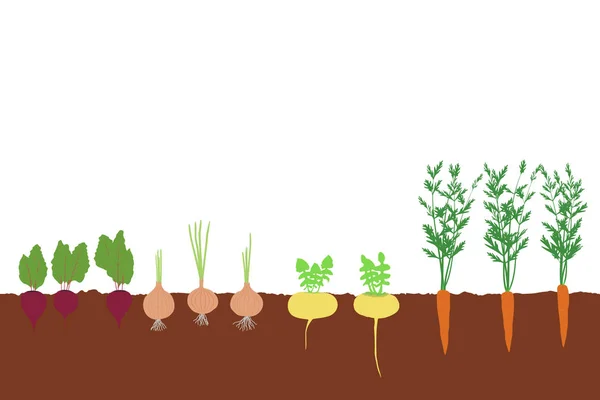 Овощи Морковь Лук Репа Свекла Почве Саду Векторные Иллюстрации Eps — стоковый вектор