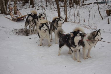 çalışan köpek kızaklarımız kış Rusya ile