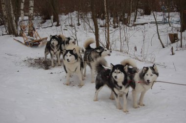 Husky ile kış kızakta
