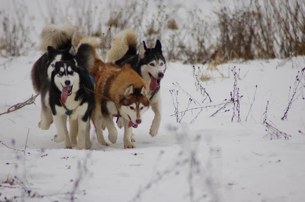 Kızak köpekleri kışın çalışan Husky