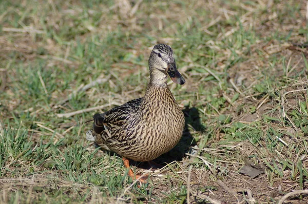 Canard Sur Herbe — Photo