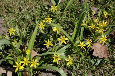 Baharda sarı çiçekler, parkta yakın plan.