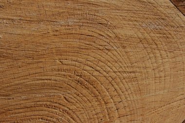 arka plan büyük bir ağaç gövdesi soluk kahverengi renk kesti