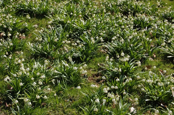 Leucojum Flores Brancas Família Amaryllis Primavera Parque — Fotografia de Stock