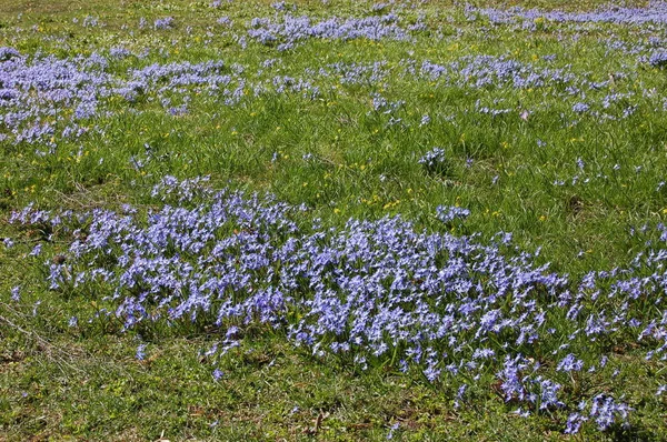 Meadow of blue flowers with six petals in spring in the park