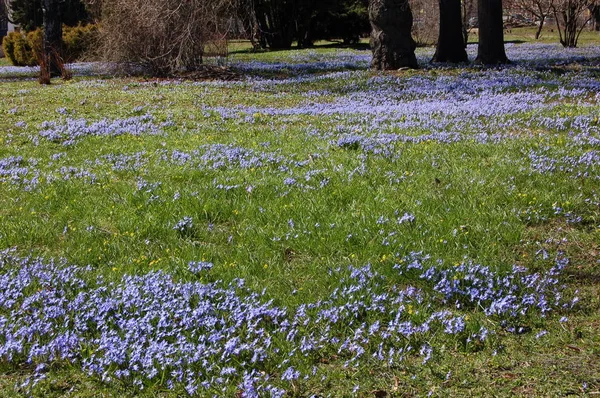 Meadow of blue flowers with six petals in spring in a Moscow park near the trees