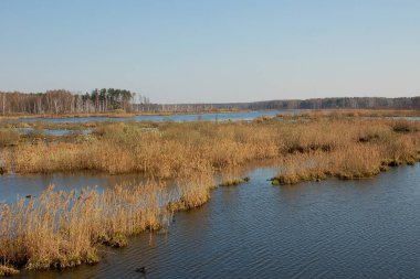 Yauza Nehri ve sulak alan, Moskova yakınlarındaki Losiny Ostrov milli parkı, Rusya