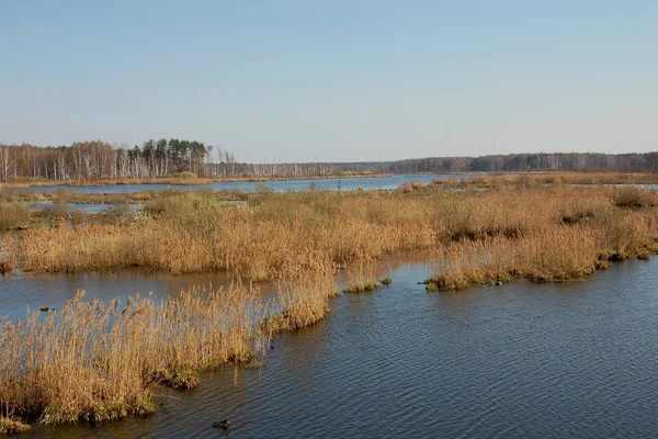 モスクワ近くの国立公園ロシニー オストロフのヤウザ川と湿地 ロシア — ストック写真