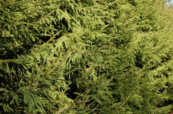 Background Continuous Series Green Fur Trees — Stock Photo, Image