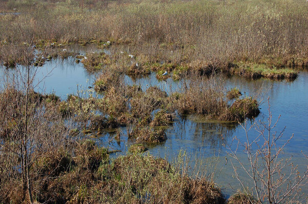  Swamp in wetland national park Losiny Ostrov near Moscow
