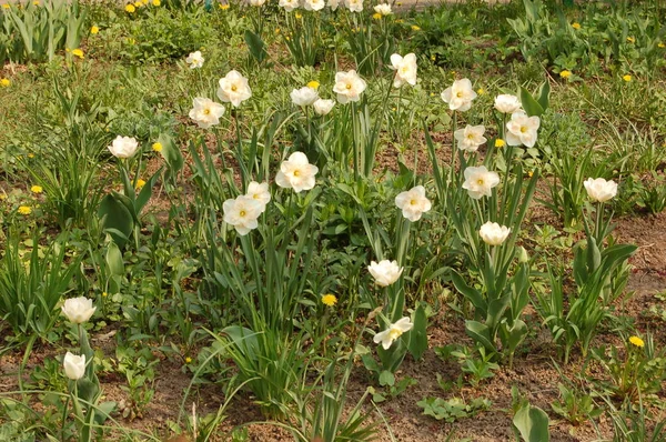 Muitas Flores Narcisos Com Botões Branco Amarelos Primavera Jardim — Fotografia de Stock