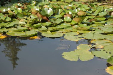  havuzdaki kaplumbağalar nilüferlerin yanındaki suyun altında yüzerler.