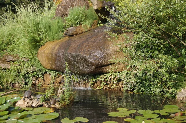 Four Turtles Sit Rocks Middle Pond Look Waterfall — Stock Photo, Image