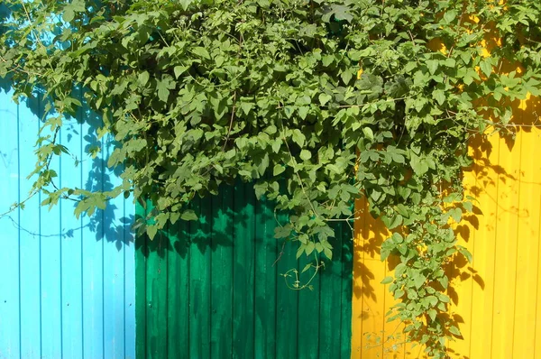 background climbing plant hangs from a metal fence consisting of blue, green and yellow parts