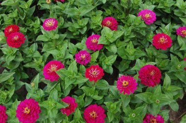 kırmızı Zinnia elegans arka plan çiçektomurcukları