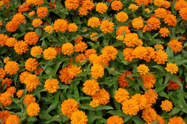 Kvetoucí Pupeny Květů Pomerančů — Stock fotografie