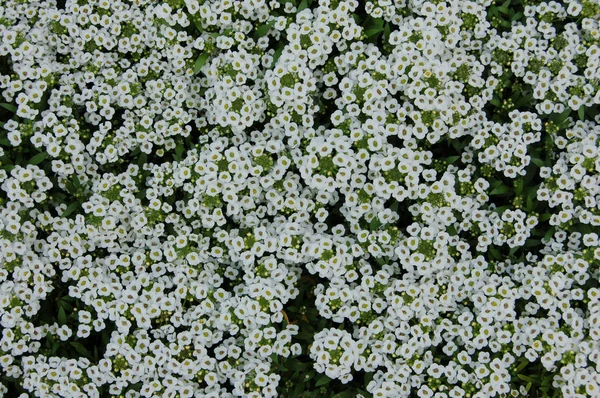 Pozadí Alyssum Bílá Čeleď Brassicaceae Mnoho Malých Květin — Stock fotografie