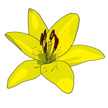 Sarı zambak vektör çizimi el çizimi takip edildi ve boyandı