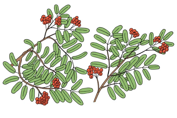 Deux Branches Arbres Rowan Avec Des Ombres Met Évidence Illustration — Image vectorielle