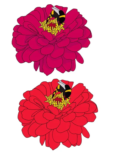 Zinnia Bunga Merah Dengan Ilustrasi Vektor Lebah - Stok Vektor