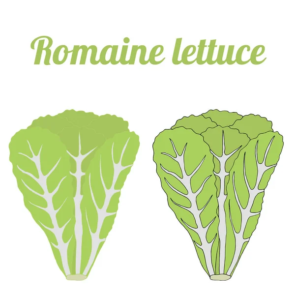 Laitue Romaine Saine Végétarienne Illustration Vectorielle Alimentaire — Image vectorielle