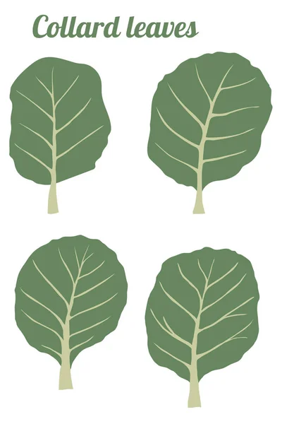 Collard Feuilles Vertes Mis Sain Végétarien Alimentaire Vecteur Illustration — Image vectorielle