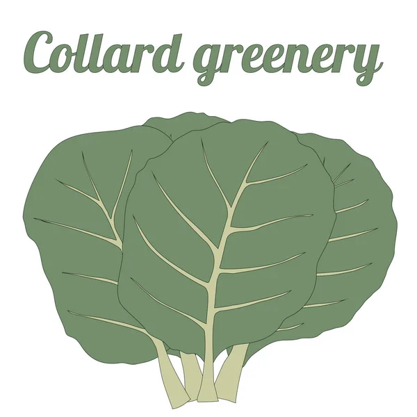 Collard Vert Végétarien Sain Illustration Vectorielle Alimentaire — Image vectorielle