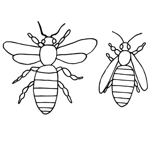 Pszczoły Widok Góry Kolorowanki Strona Kontur Wektor Ilustracja Dla Dzieci — Wektor stockowy
