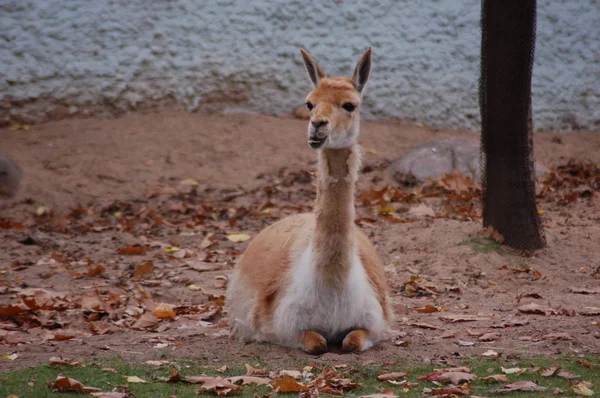  Guanaco yalan söylüyor ve Moskova hayvanat bahçesini dört gözle bekliyor.