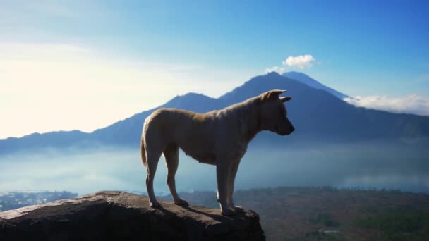 Cão Leve Está Uma Pedra Contra Fundo Montanhas Azuis Vira — Vídeo de Stock