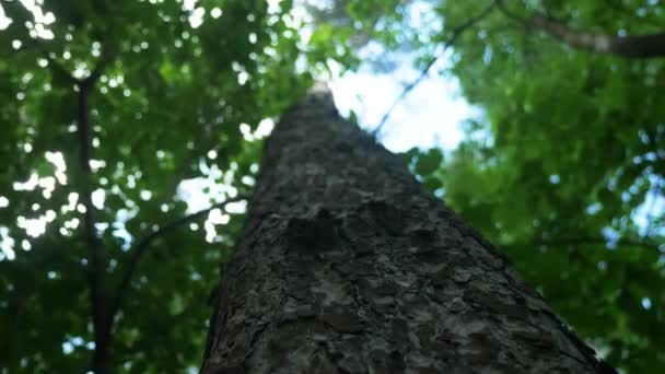 空を残して ボトムアップからの灰色の樹皮と木の幹のアップ 木の緑の葉をカバーする空 そこから光が葉を突破 — ストック動画