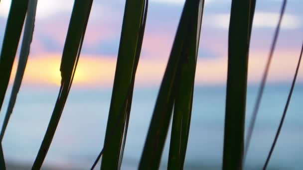 Largas Hojas Verdes Dañadas Balancean Viento Árbol Tropical Contra Una — Vídeos de Stock