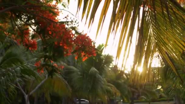 Sparatoria Panoramica Paesaggio Albero Ramo Che Fiorisce Bellissimi Fiori Rosso — Video Stock