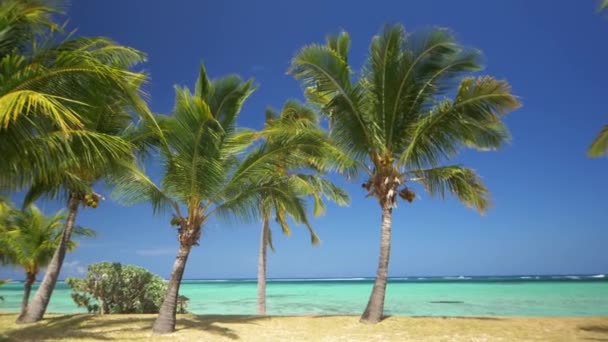 在蓝色海洋的岸边生长的棕榈树的特写镜头 晴朗的一天 天空是蓝色的 大海是平静的 在远处的某个地方航行的游艇 树叶在地上投下阴影 — 图库视频影像