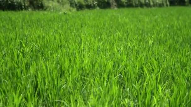 Primer Plano Hierba Verde Prado Que Balancea Del Viento Verano — Vídeo de stock