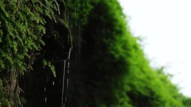 Yeşil çim ve moss, hangi su akar ve çıkıntıya tepmenin farklı yönlere sıçraması ile kaplı kaya, eğimi