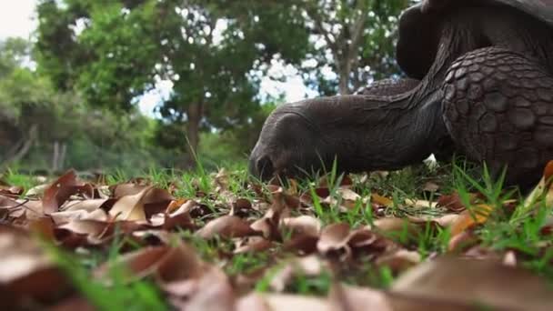 Baş Close Kuru Brown Yer Büyük Bir Gri Kaplumbağa Pençeleri — Stok video