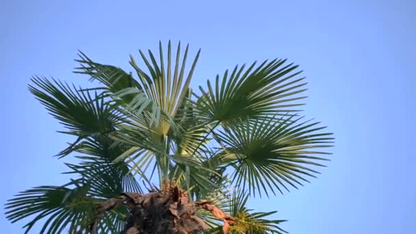 Foto Panorámica Tallo Marrón Hojas Verdes Una Palmera Contra Cielo — Vídeo de stock