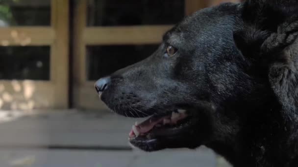 Zbliżenie Czarnego Psa Kaganiec Otwartymi Ustami Różowy Język Patrząc Prosto — Wideo stockowe