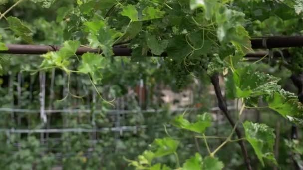 Vicino Alla Casa Con Tetto Piastrelle Rosse Uva Recinzione Obliqua — Video Stock