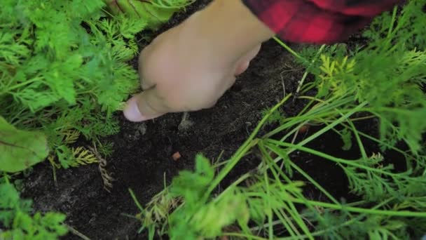 Día Soleado Brillante Una Persona Fertiliza Tierra Con Gránulos Rojos — Vídeos de Stock