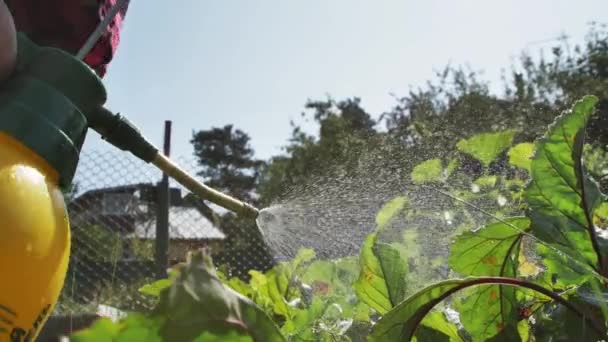 庭師は 黄色のボトルから晴れた日にビートの葉に水をスプレーします 庭はワイヤーで囲まれている 庭で農薬噴霧器を使用しています 手でスプレー — ストック動画