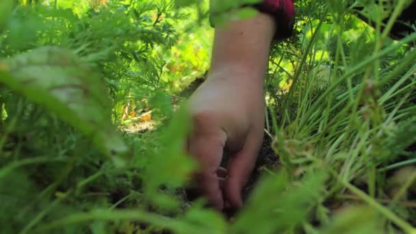 화창한 날에는 당근과 사탕무가있는 능선에 과립으로 토양을 비옥하게합니다 정원에서 셔츠에 — 비디오
