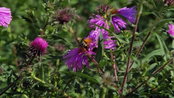 Une Petite Guêpe Rayée Recueille Pollen Une Des Fleurs Roses — Video