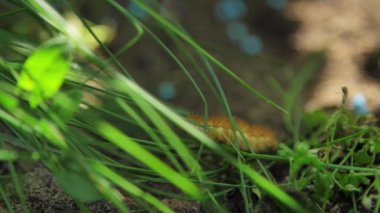 Sarı-kahverengi rengin tüylü, kabarık tırtılı yavaşça yeşil çimenlerin arasında sürünür ve başını kaldırır. Arka planda düşen mavi gübre granülleri vardır.