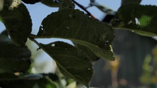 在阳光的树荫下 苹果树的绿色天鹅绒叶子的背面 用喷水喷洒叶子 水从叶子的尖端滴出 处理树 — 图库视频影像