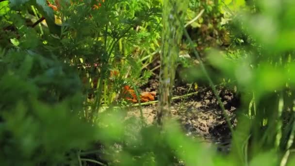 Primo Piano Irrigazione Del Terreno Cui Piantata Carota Una Pozzanghera — Video Stock