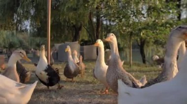 Sarı pençeleri ve gagaları ile beyaz ve alacalı kaz sürüsü göl yakınlarındaki bir açıklıkta yürüyor. Birinin gagasında bir tüy var, gidip etrafa bakıyor. Close.
