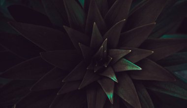 Soyut doku arka planına sahip kara yaprak ağacını kopyala. Vi